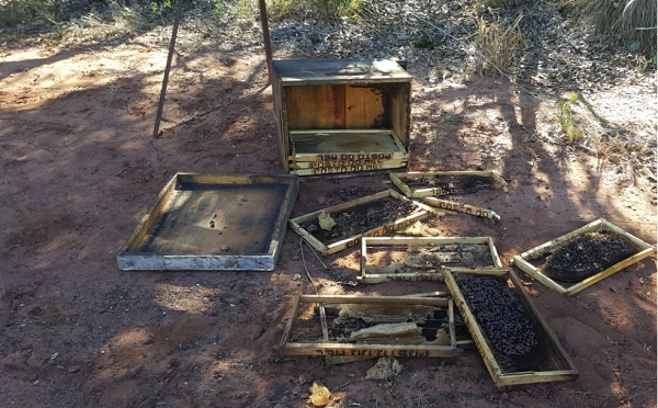 colmeias_destruidas_cerrado.png