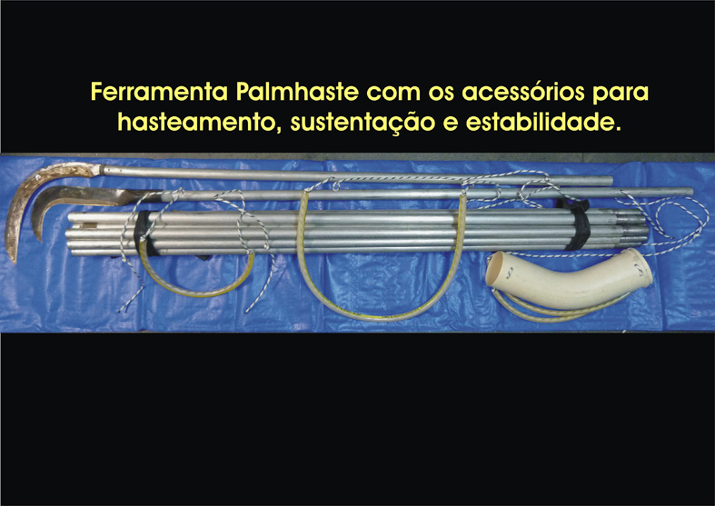 Palmhaste.jpg