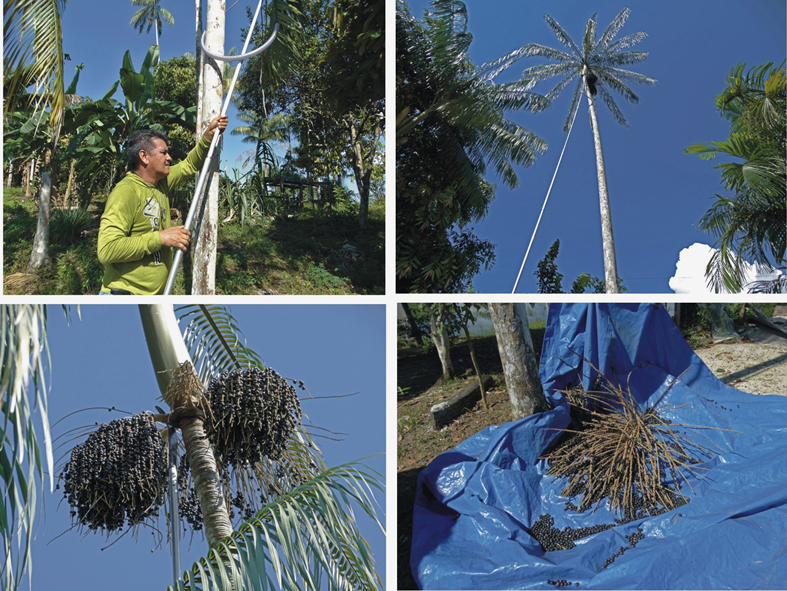 açaí-solteiro.jpg